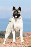 AKITA AMERICAIN 175